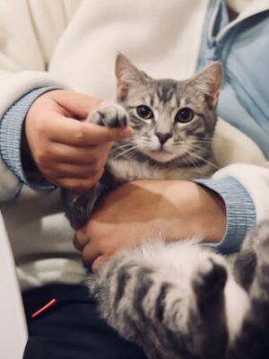 Поиск с использованием волонтёров Поиск с использованием волонтёров