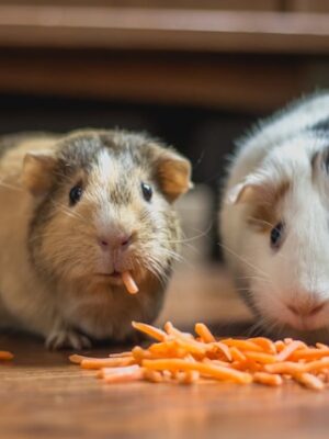 Поиск с приманками и кормушками Поиск с приманками и кормушками